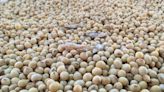 Brazilian farmers planting soybeans at faster pace, consultancies say