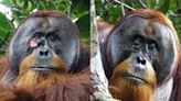 Orangutan Seen Healing Own Wound with Plants, in World First