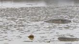 Se confirma que un cocodrio habita en la laguna La Piedad de Cuautitlán Izcalli