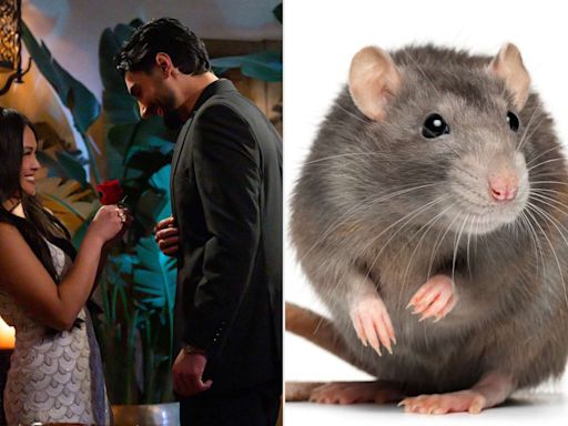 'Bachelorette' producers react to fans spotting 2 rats running through scene