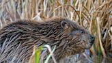 Beavers found to be living on the river in Dorset