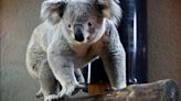 El santuario de koalas más antiguo del mundo prohibió abrazar a los animales