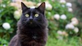 National Black Cat Day: What it is and how to get involved