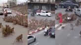 Monos “rivales” invadieron ciudad de Tailandia