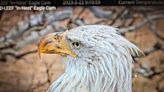 Female missing in eagle nest. New one appears. And it's time to lay eggs.