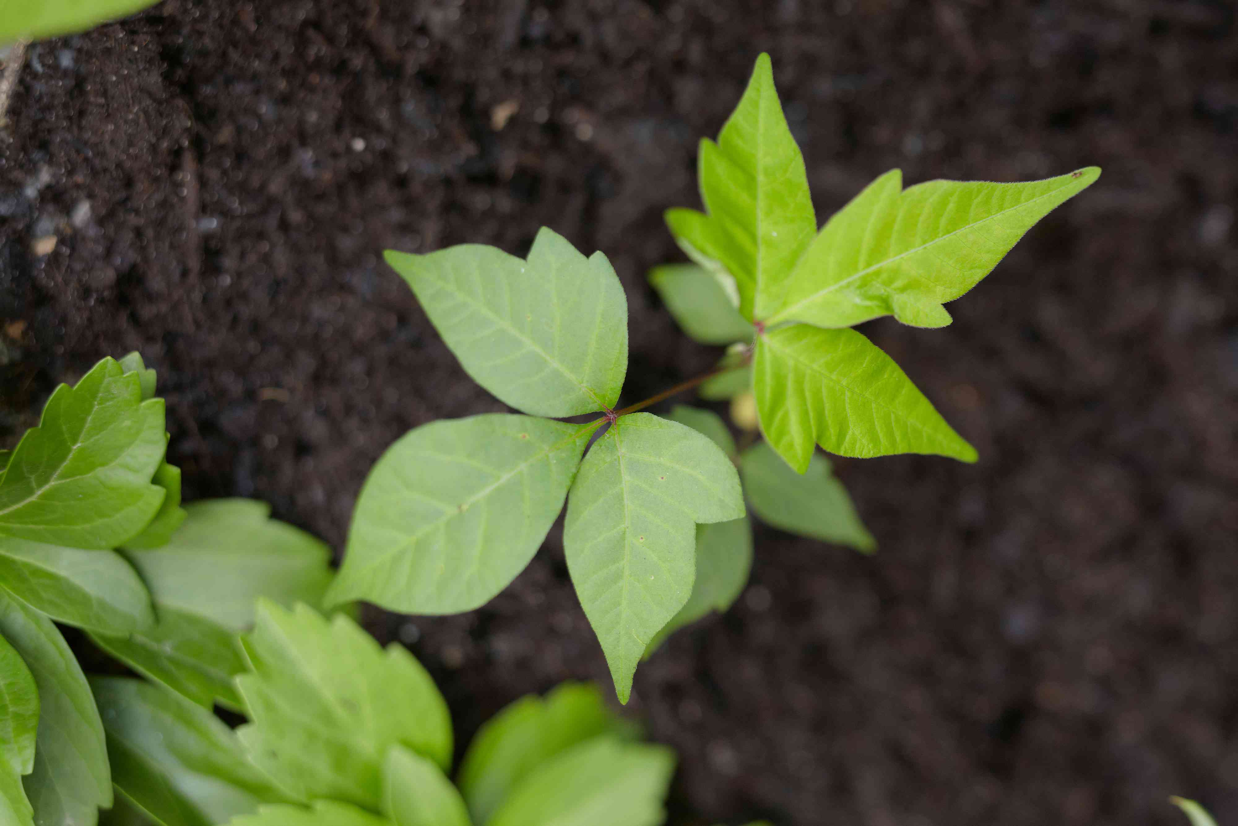 How to Identify and Get Rid of Poison Ivy Safely