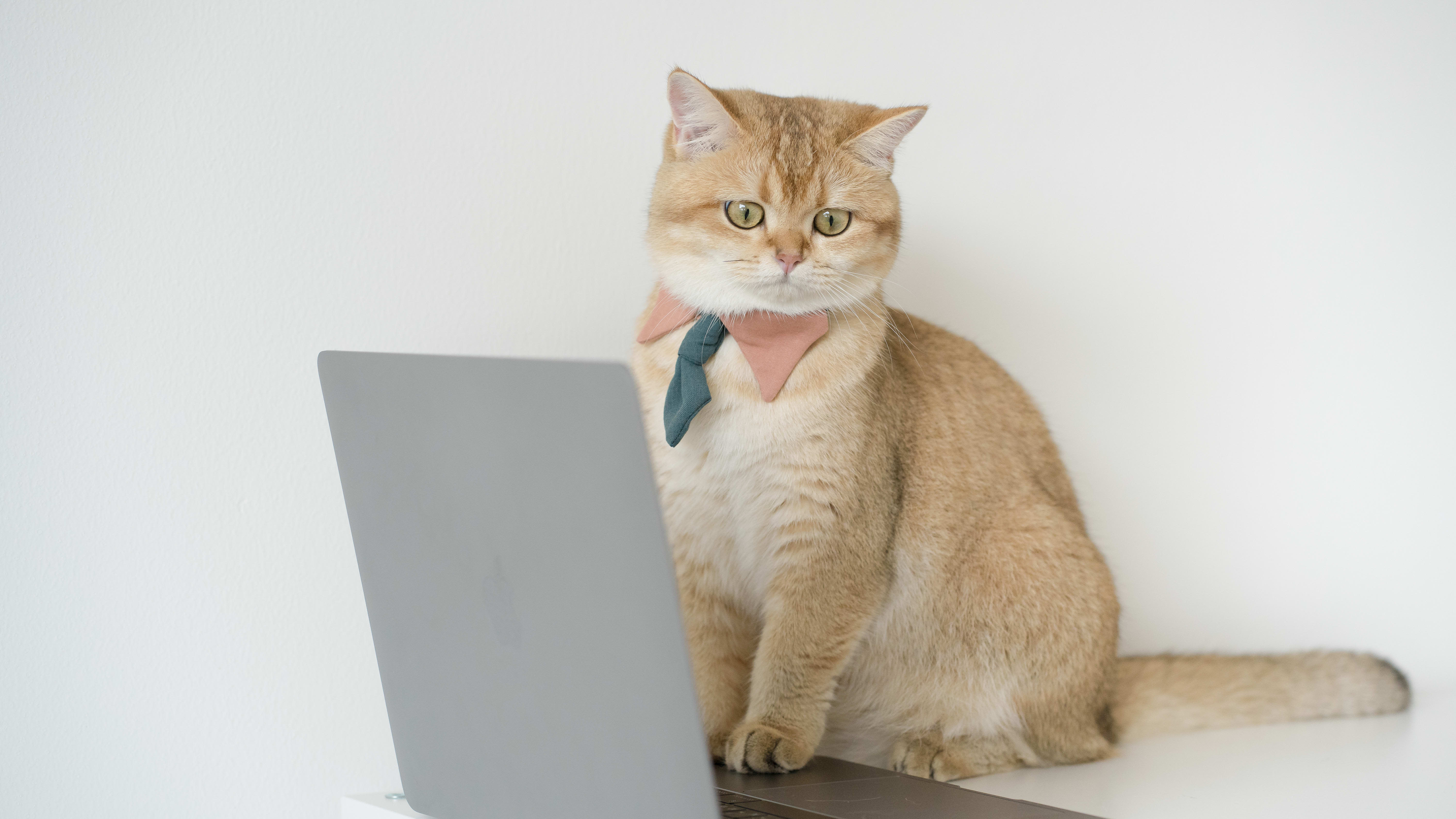 Cat interviews hopeful cat owner