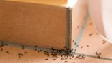 Are ants marching into your home? An NC pest control expert explains how to keep them away