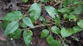 Here's how to identify -- and deal with -- poison plants in your yard this fall