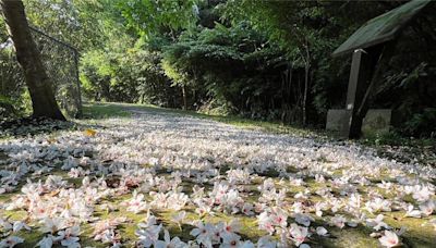 石碇桐花祭4日登場 悠遊淡蘭古道賞桐花