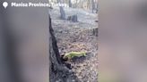 Moment thirsty lizard laps up water from good Samaritan after devastating Turkish wildfires