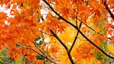 The 6 best trees with fall color – landscapers pick the most beautiful for your yard