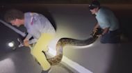 Florida college students find massive Burmese python