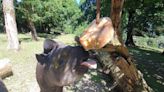 Animals cool down with popsicles and ice lollies on hottest day of the year