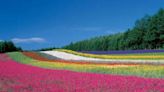 細數9處北海道花海景點！把握夏天6月～8月的絕佳賞花期