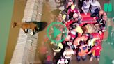 Les images du sauvetage très délicat d’un cheval piégé par les inondations au Brésil