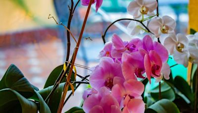 Orchids will bloom non-stop for nine years if you follow easy and no-fuss regime