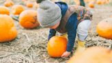 Things to do in Bucks County: 9 farms offering pumpkin-picking, hayrides and more fall fun