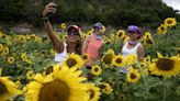 Un campo de girasoles impulsa el turismo sustentable en el norte de México