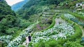 徜徉初夏竹子湖繡球花海 享受農園童趣好時光