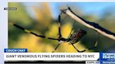 Joro Spiders: The Latest Non-Threatening Invasive Species
