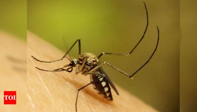 Dengue Cases on the Rise in Kolkata Hospitals | Kolkata News - Times of India