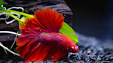 Comprehensive Guide to Beta Fish Prices: Factors, Comparisons, and Shopping Tips