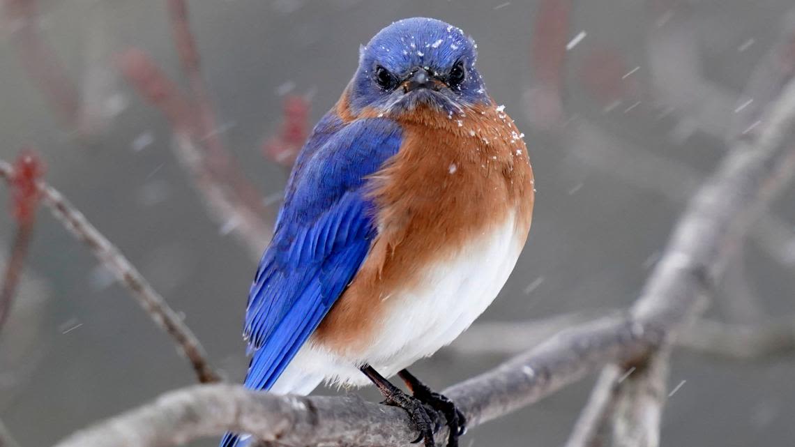 Fort Worth to name eastern bluebird as official bird