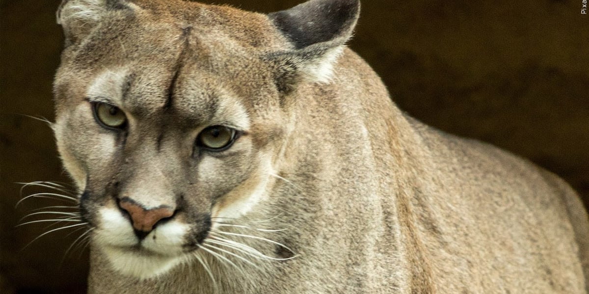 Potential ballot measure could end recreational hunting of mountain lions and bobcats in Colorado