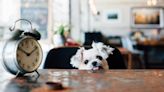 Dog angry at owners ordering another drink past bedtime delights internet
