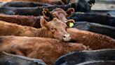 Valores en alza para la hacienda en el Mercado Agroganadero de Cañuelas