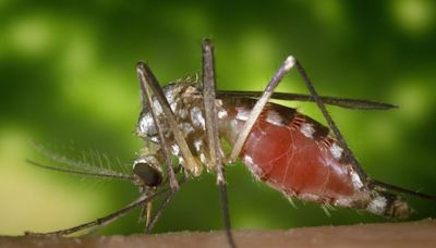 West Nile Virus mosquitoes found in San Jose, unincorporated Santa Clara County