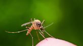 What's the Jamestown Canyon virus, the virus found in some Maine mosquitoes?