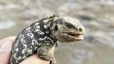 Iguanas se reproducen en isla de Galápagos de donde desaparecieron hace un siglo