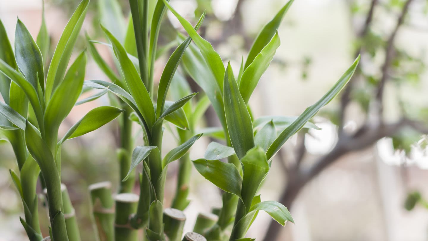 Anyone Can Keep This Lucky Plant Alive