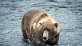 Fat Bear Week: Katmai National Park's fluffiest and finest duke it out for internet fame