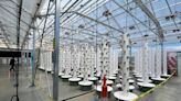 Urban League in St. Louis is first in the country to have a greenhouse, hydroponic farm at its headquarters