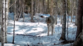 Pure wolves will likely never return to Maine