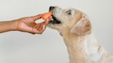 Los 5 alimentos que no debes darle nunca a tu perro: pueden ser perjudiciales para su salud