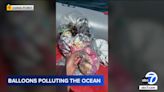 Boater's video shows her finding dozens of discarded party balloons in waters off Dana Point coast