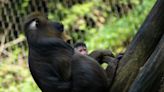 Columbus Zoo welcomes several baby animals, new experiences