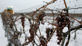 Cold snap causes catastrophic losses to B.C. wine industry