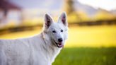 Swiss White Shepherd Is Living Life To the Fullest On the Back of a Motorcycle