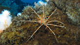 Giant Antarctic sea spiders' reproductive mystery solved after 140 years of confusion