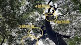 大雪山25公尺高青剛櫟 森林護管員驚喜發現4個臺灣黑熊熊窩