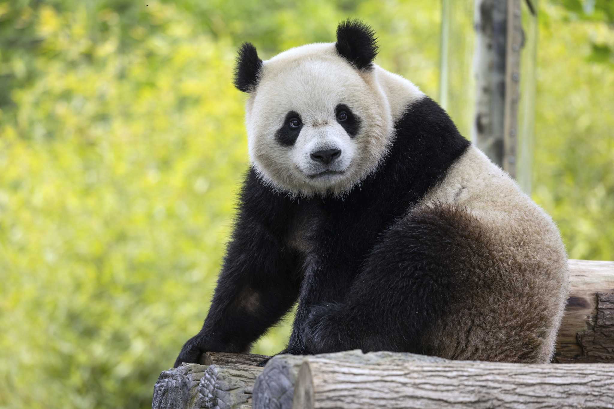 2 new giant pandas are returning to Washington's National Zoo from China by the end of the year