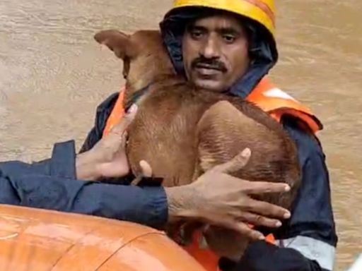 Watch: Rescue worker saves stranded dog amid Karnataka floods; earns praise