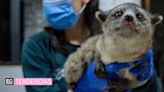 69 animales víctimas del tráfico ilegal llegaron al ‘Zoo’ de Quito en este 2024