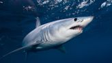 Check out a wild moment when a fishing crew wrestled with an 8-foot-long shark over a swordfish: 'Get off my fish!'