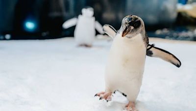 屏東海生館企鵝年度健檢！揭露企鵝雙腳不會凍僵的秘密！